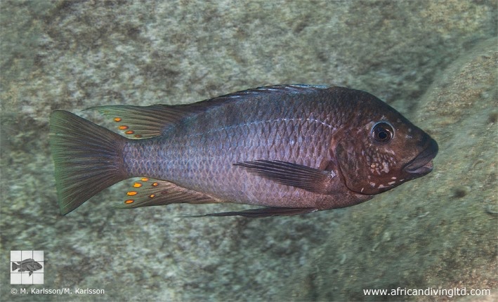 Petrochromis sp. 'texas blue' Katondo Point